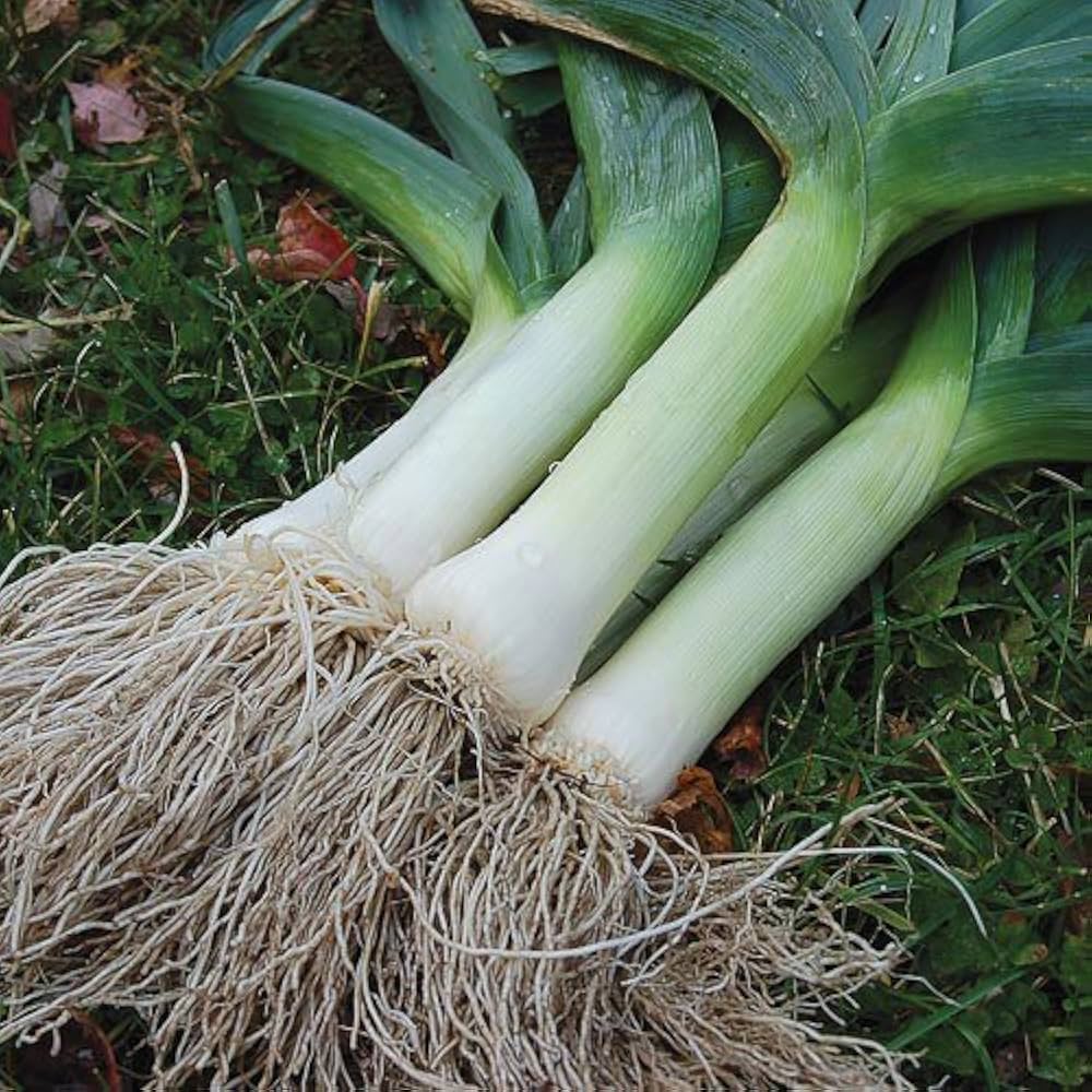 Giant Garlic Green Onion Leek Vegetable - for planting in home garden